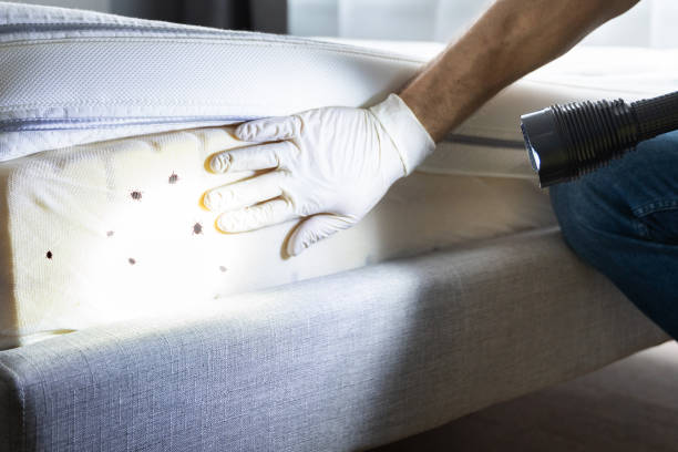 Best Wasp Removal Services  in Kentwood, MI