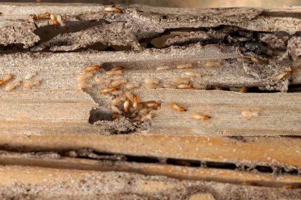 Spider Control Near Me in Kentwood, MI