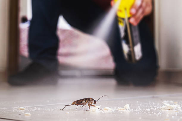 Wasp Removal Services in Kentwood, MI